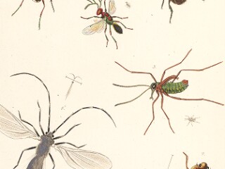 The Entomologist's Useful Compendium