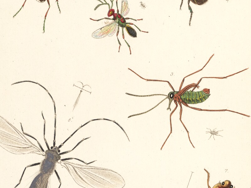 The Entomologist's Useful Compendium