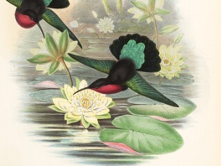 Plates from John Gould's Ornithological Works
