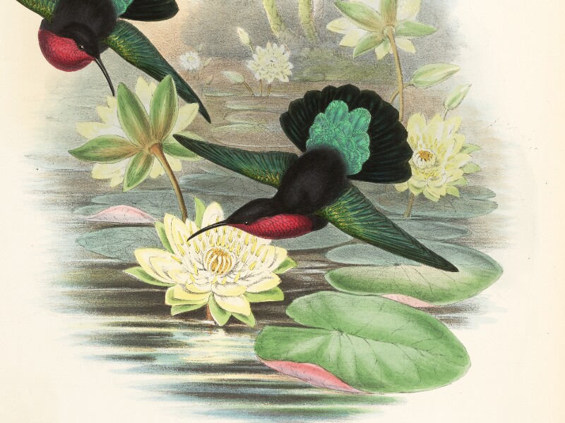 Plates from John Gould's Ornithological Works